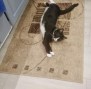 Tuxy (5)